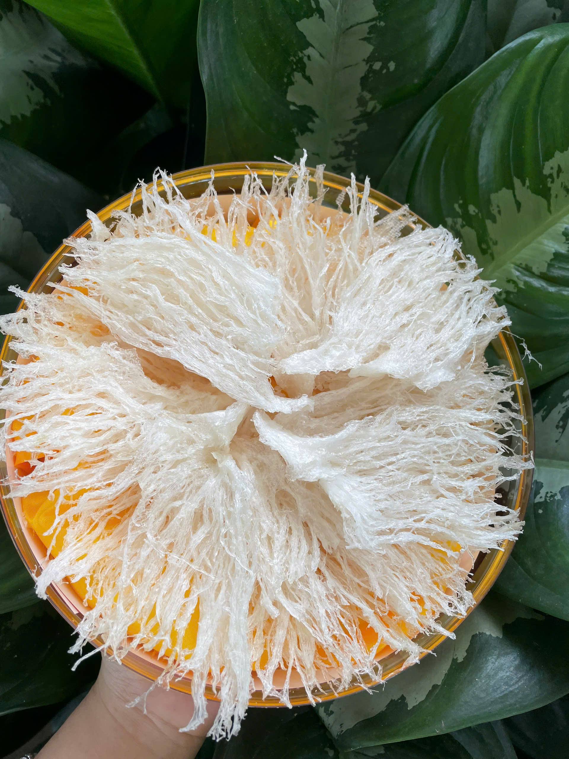 Chân yến làm sạch